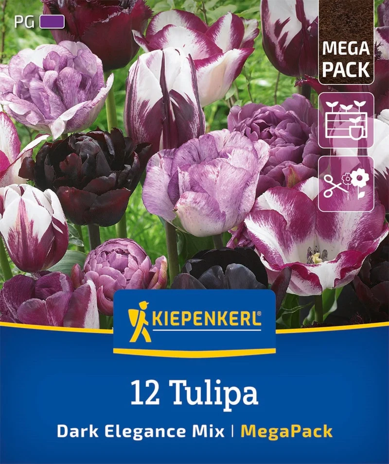 Kiepenkerl Blumenzwiebelmischung Lasagne-Mix "Violetter Frühlingstraum"