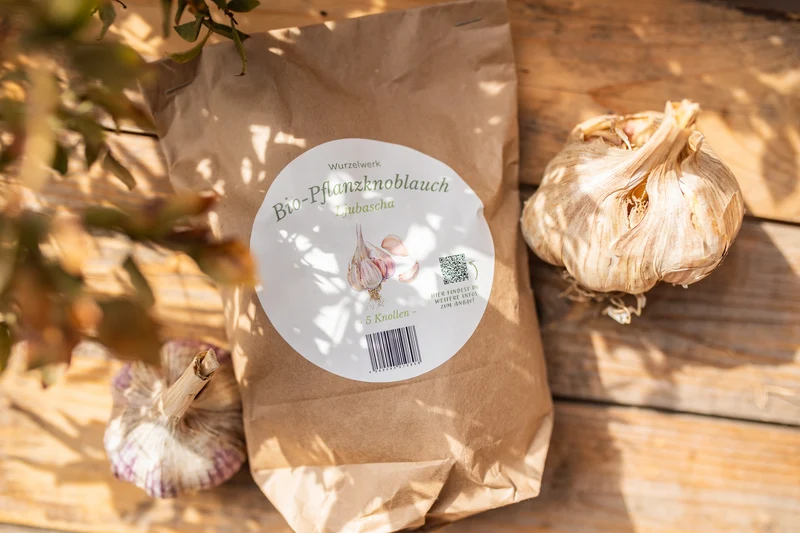 Pflanzknoblauch ‘Ljubascha’: Bio-Pflanzgut aus Erhaltungsanbau