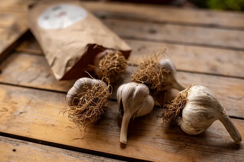 Pflanzknoblauch ‘Ljubascha’: Bio-Pflanzgut aus Erhaltungsanbau