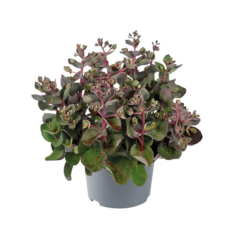 Herbst-Fetthenne 'Cherry Chocolate'