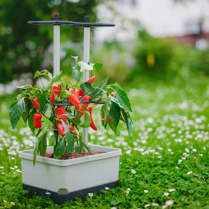 Gusta Garden CHARLY CHILI