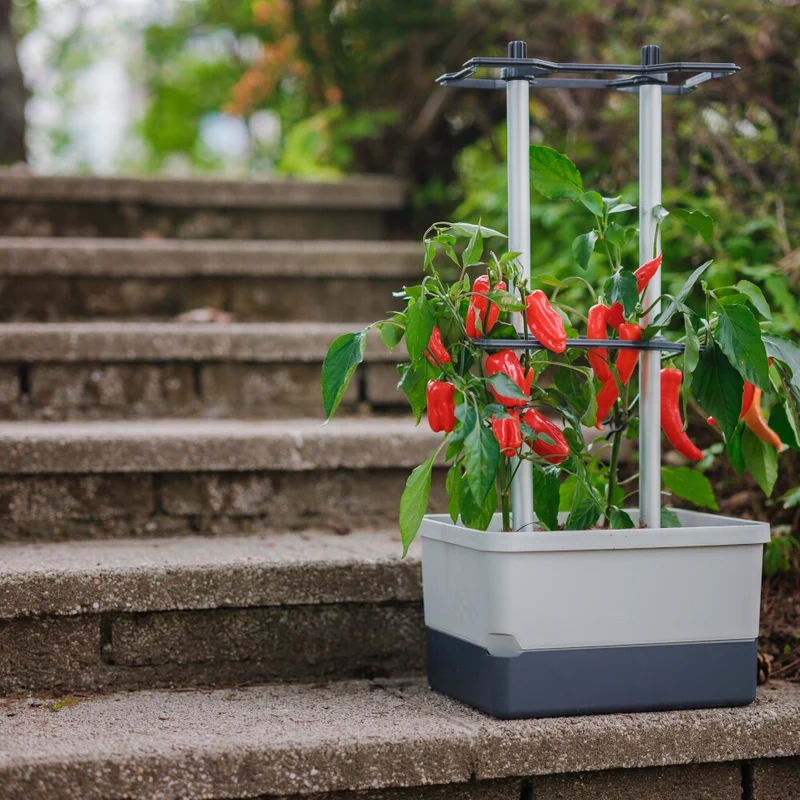 Gusta Garden CHARLY CHILI