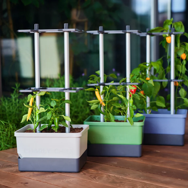 Gusta Garden CHARLY CHILI