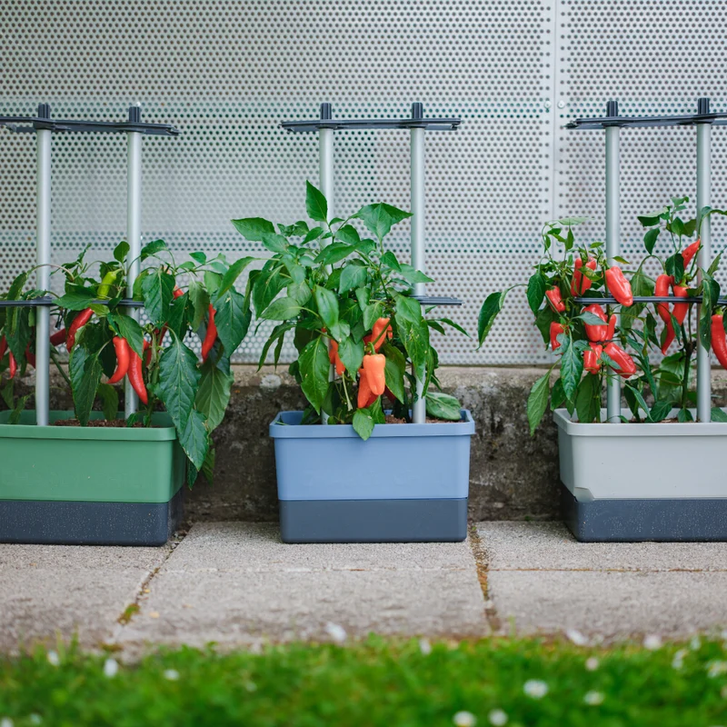 Gusta Garden CHARLY CHILI