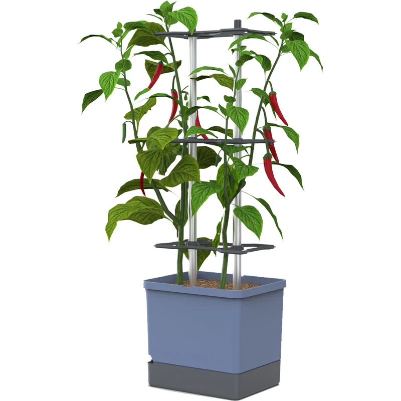 Gusta Garden CHARLY CHILI