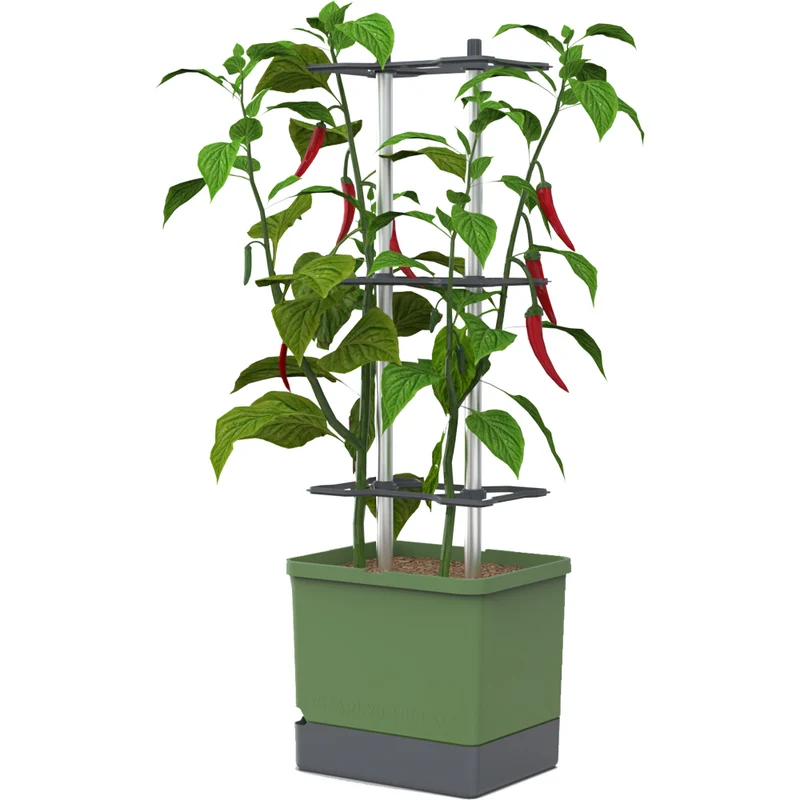 Gusta Garden CHARLY CHILI