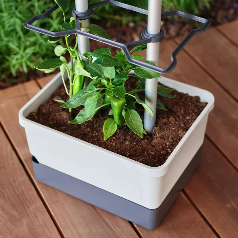 Gusta Garden CHARLY CHILI
