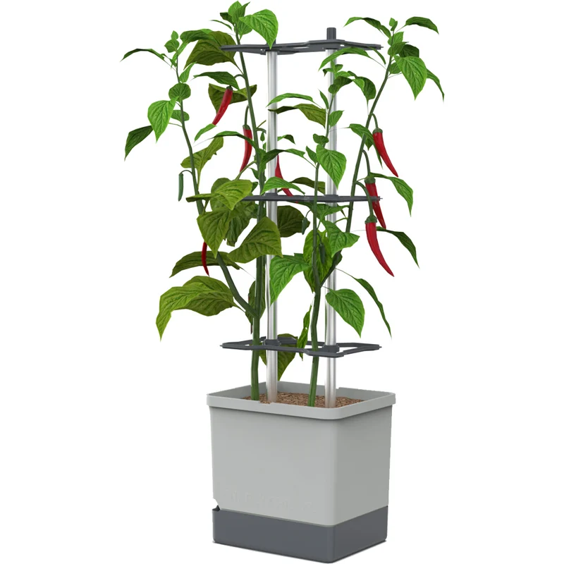 Gusta Garden CHARLY CHILI