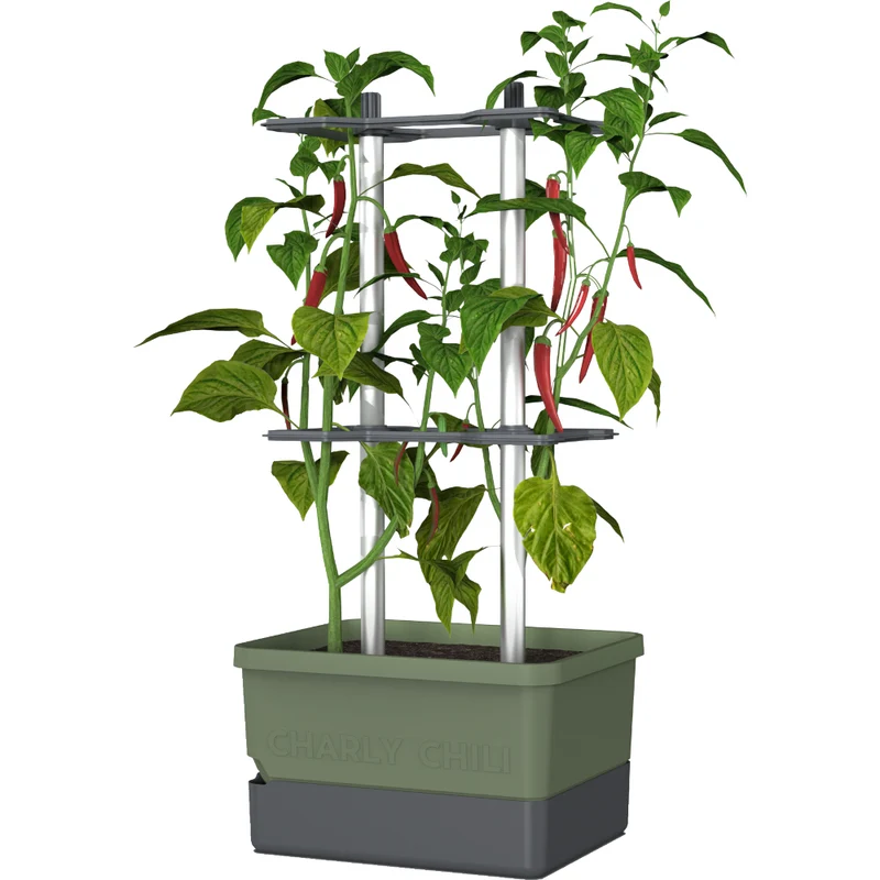 Gusta Garden CHARLY CHILI
