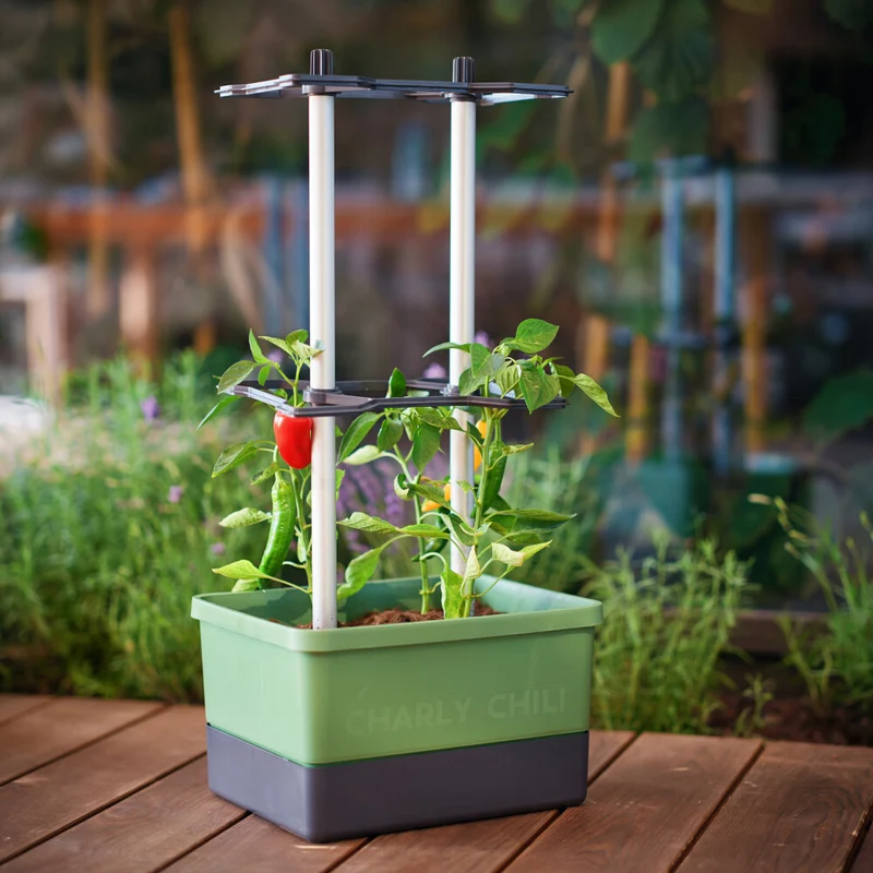 Gusta Garden CHARLY CHILI