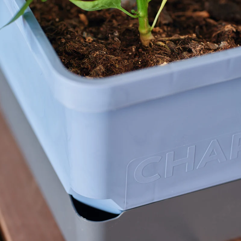 Gusta Garden CHARLY CHILI