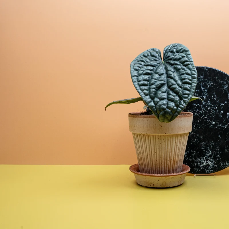 ANTHURIUM LUXURIANS X RADICANS