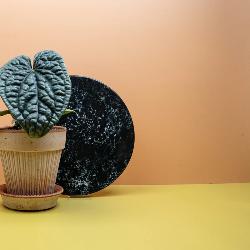 ANTHURIUM LUXURIANS X RADICANS