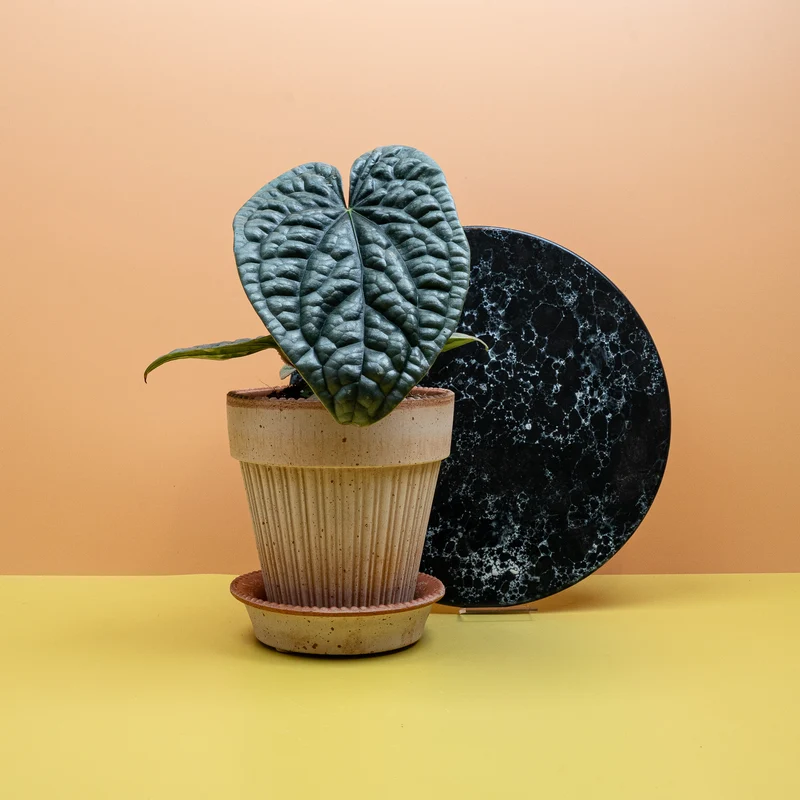 ANTHURIUM LUXURIANS X RADICANS