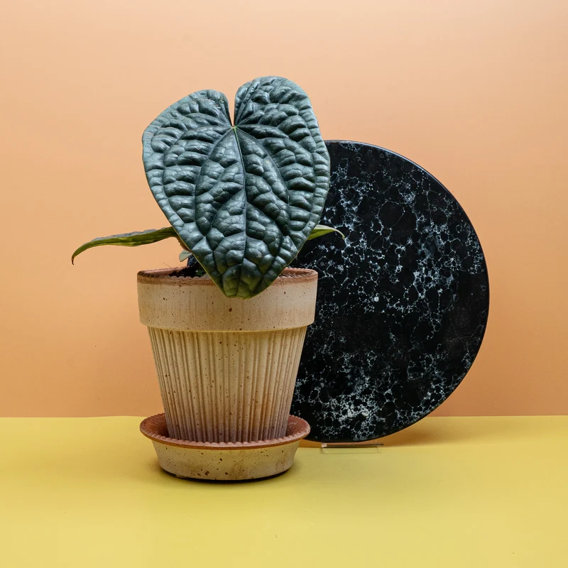 ANTHURIUM LUXURIANS X RADICANS