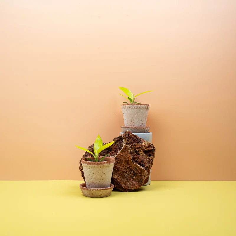 PHILODENDRON CALKINS GOLD