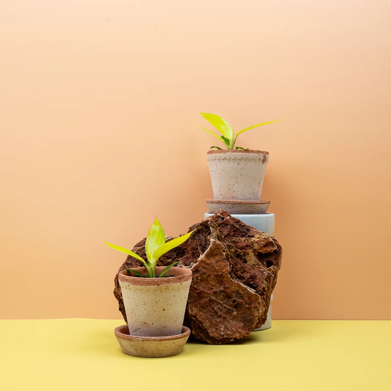 PHILODENDRON CALKINS GOLD