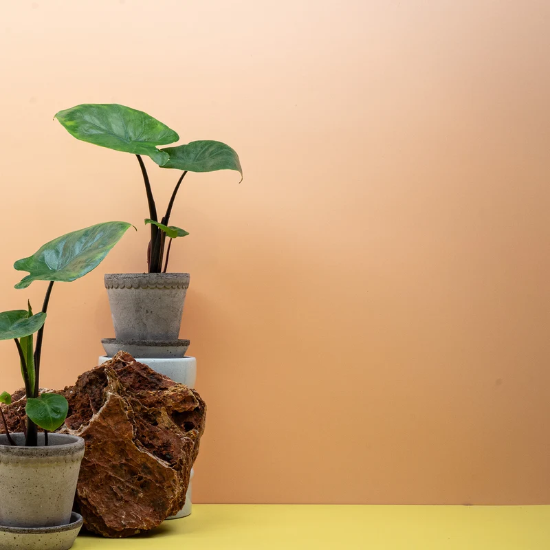 ALOCASIA DARK STAR