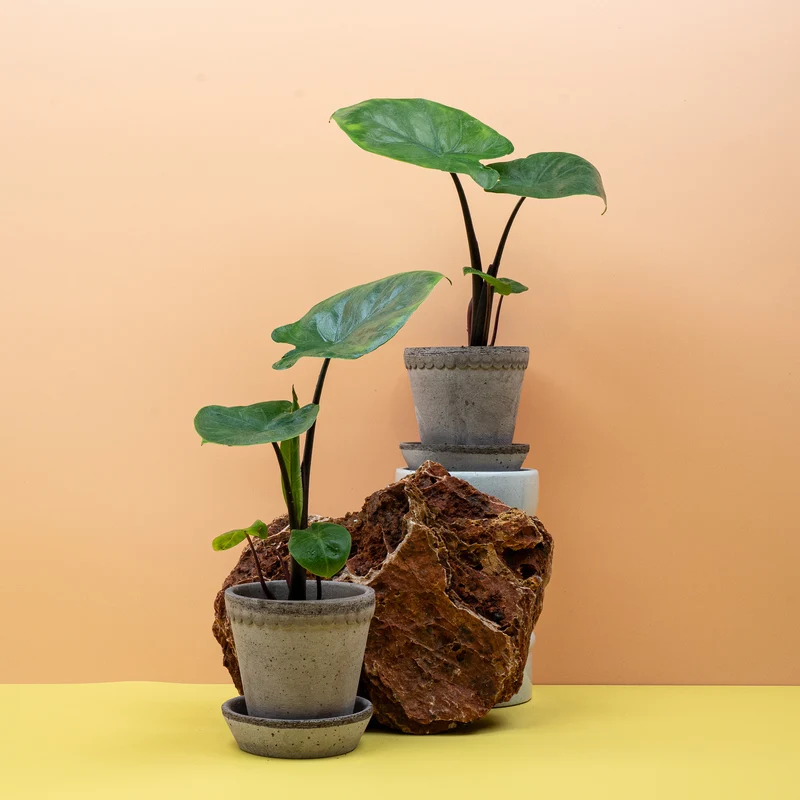 ALOCASIA DARK STAR
