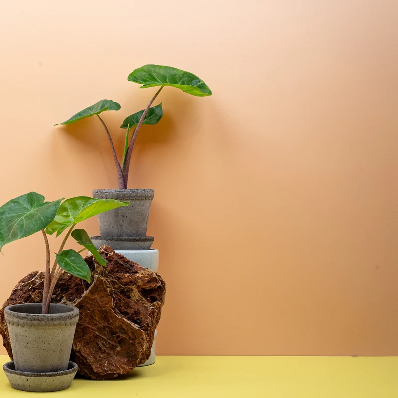 ALOCASIA IMPERIAL RED