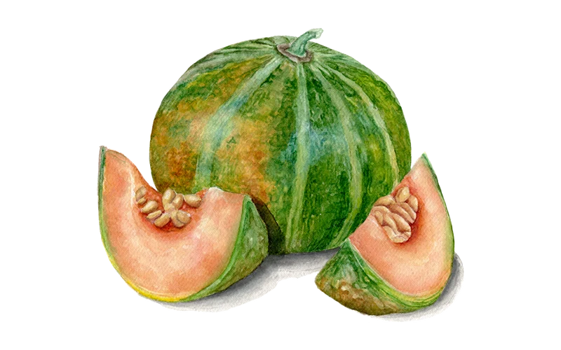 Zuckermelone 'Petit Gris De Rennes'