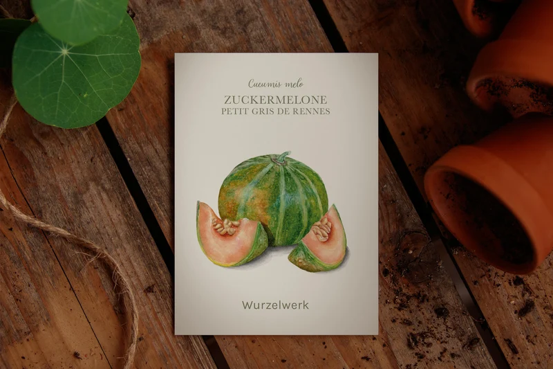 Zuckermelone 'Petit Gris De Rennes'