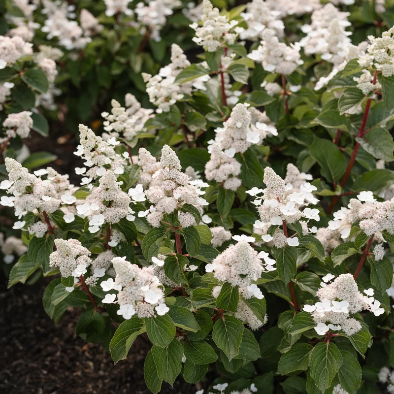 Rispenhortensie 'Living Infinity®'