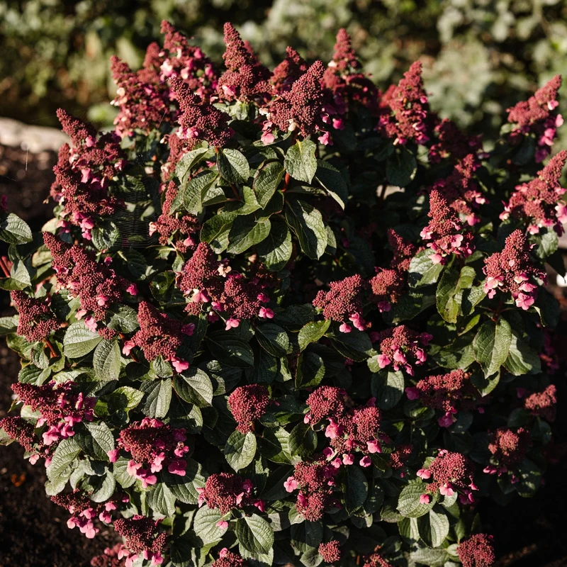 Rispenhortensie 'Living Infinity®'