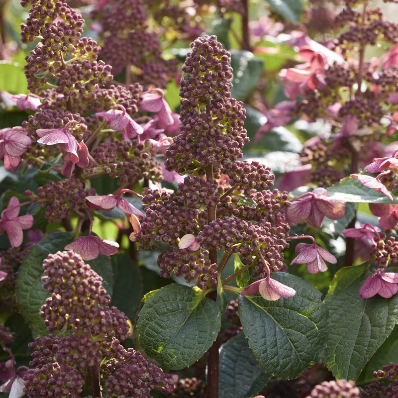 Rispenhortensie 'Living Infinity®'