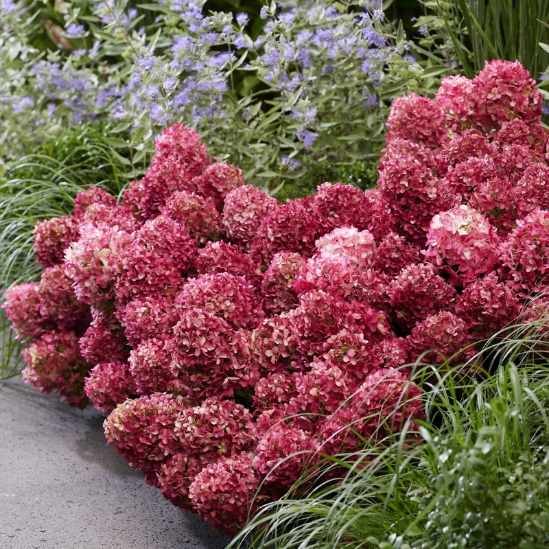 Rispenhortensie 'Living Little Rosy®'