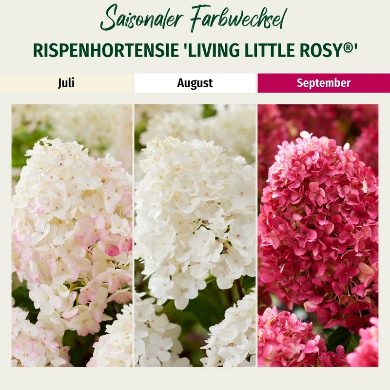 Rispenhortensie 'Living Little Rosy®'