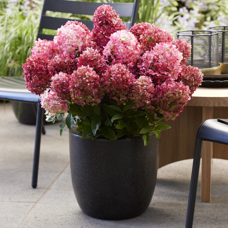 Rispenhortensie 'Living Little Rosy®'