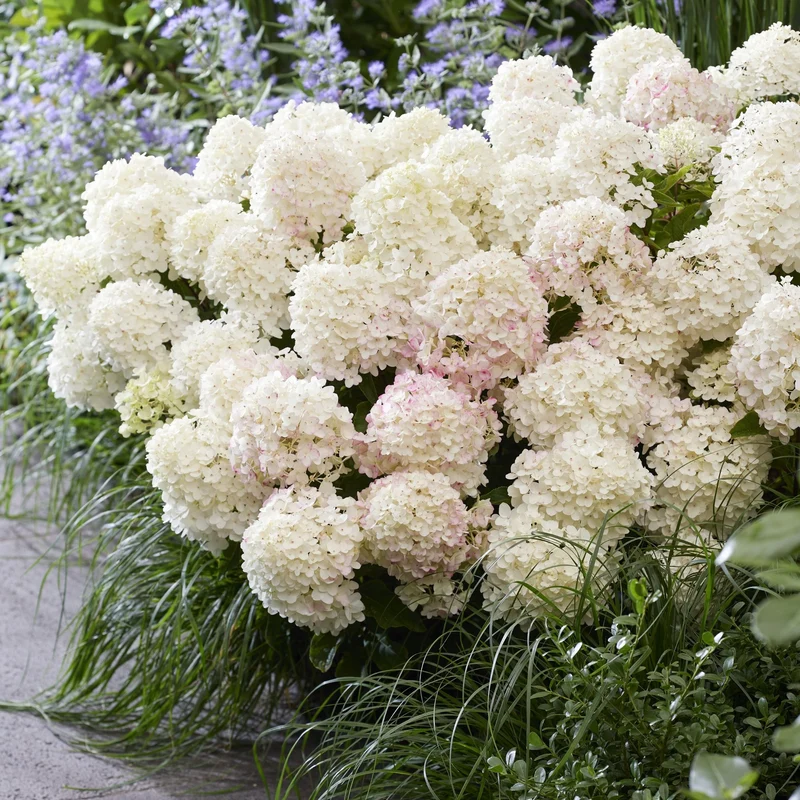 Rispenhortensie 'Living Little Rosy®'