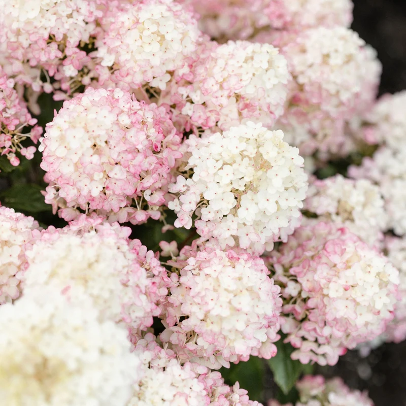 Rispenhortensie 'Living Little Rosy®'