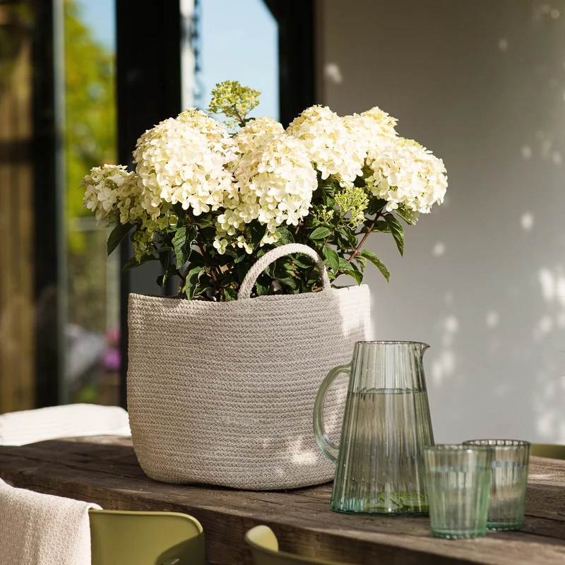 Rispenhortensie 'Living Little Rosy®'