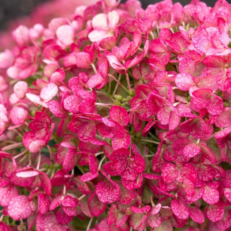 Rispenhortensie 'Living Little Rosy®'