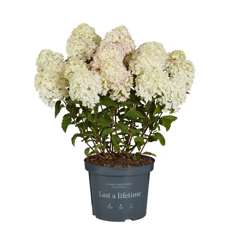 Rispenhortensie 'Living Little Rosy®'