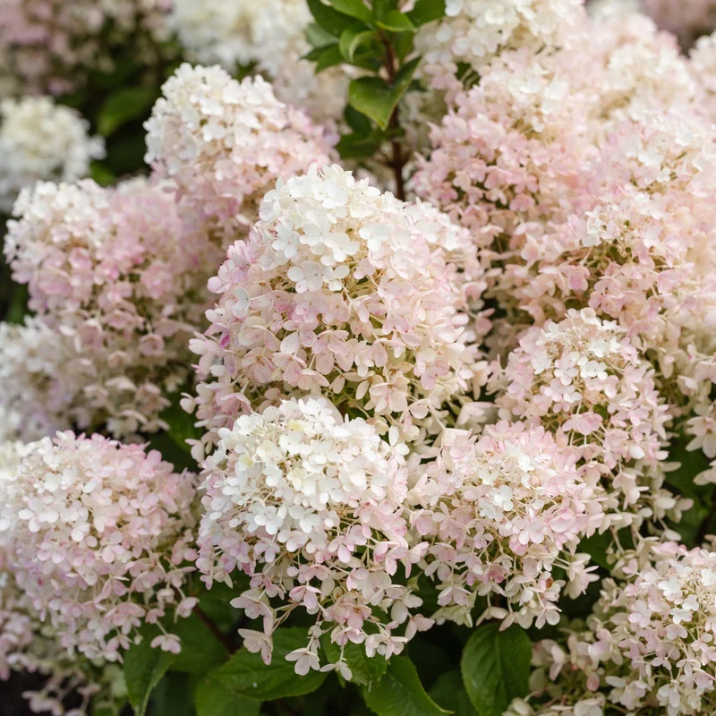 Rispenhortensie 'Living Milk & Honey®'