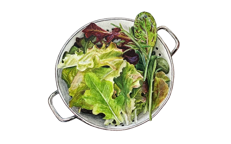 Pflücksalat Mix Mesclun