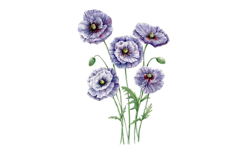 Mohn Amazing Grey