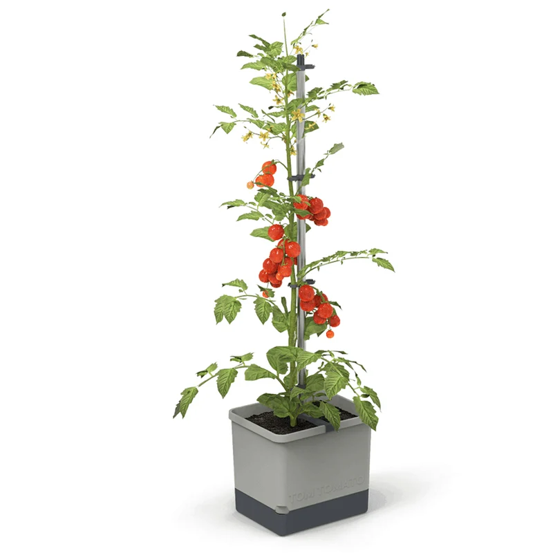 Gusta Garden TOM TOMATO