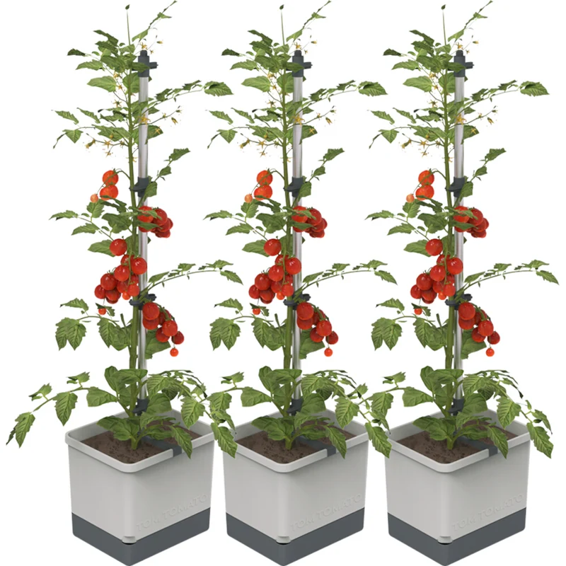 Gusta Garden TOM TOMATO