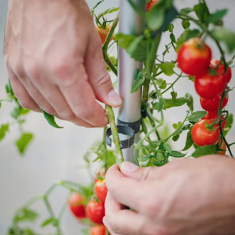 Gusta Garden TOM TOMATO