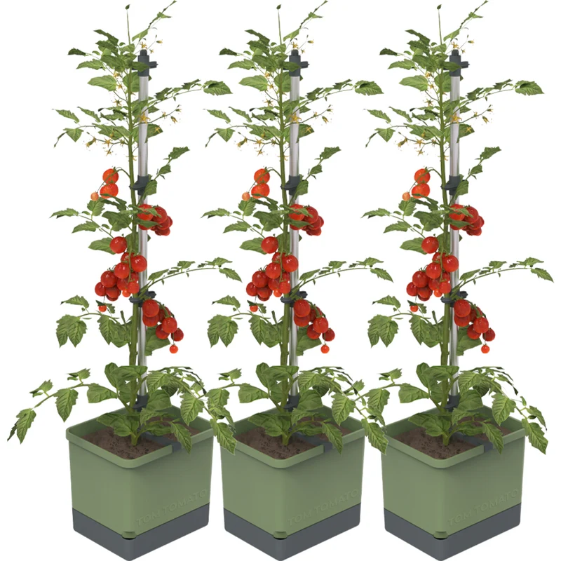 Gusta Garden TOM TOMATO