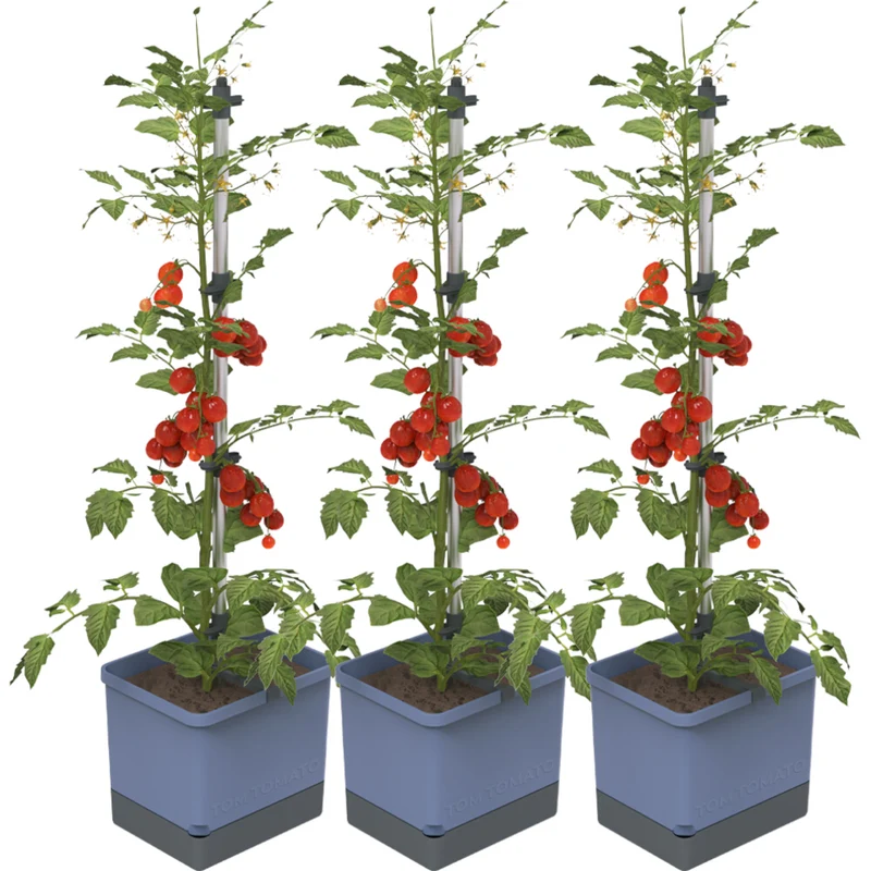 Gusta Garden TOM TOMATO