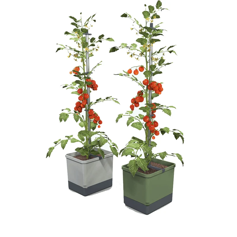 Gusta Garden TOM TOMATO