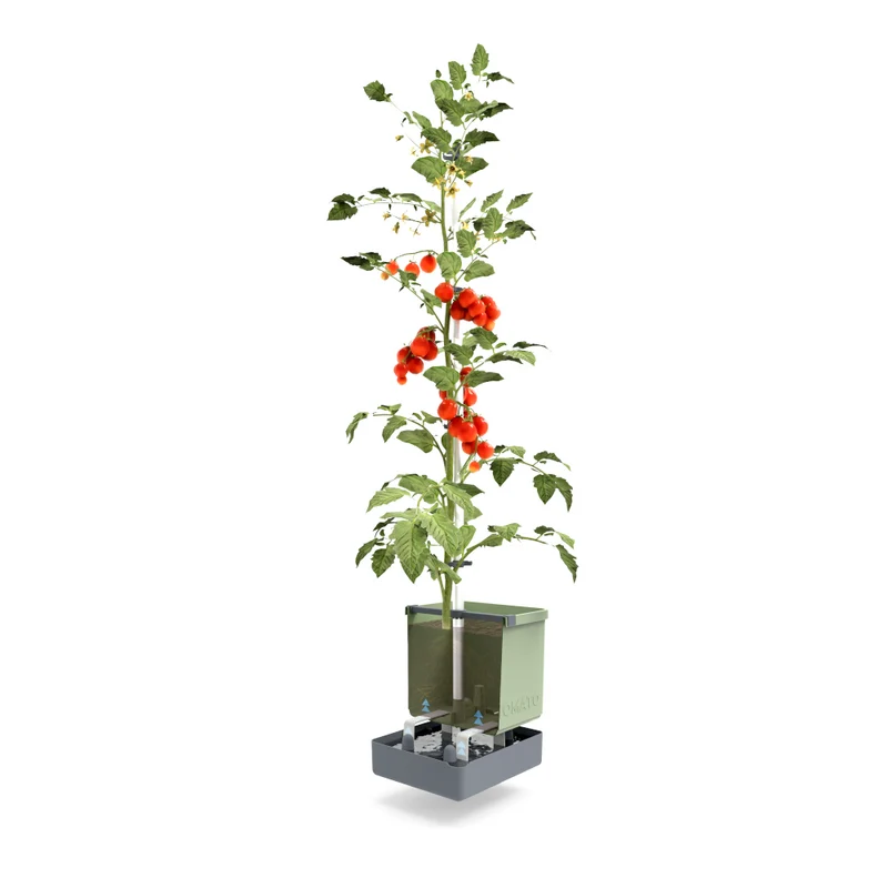 Gusta Garden TOM TOMATO