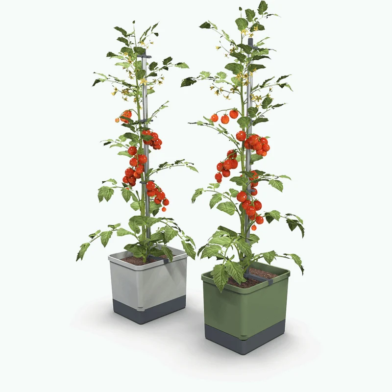 Gusta Garden TOM TOMATO