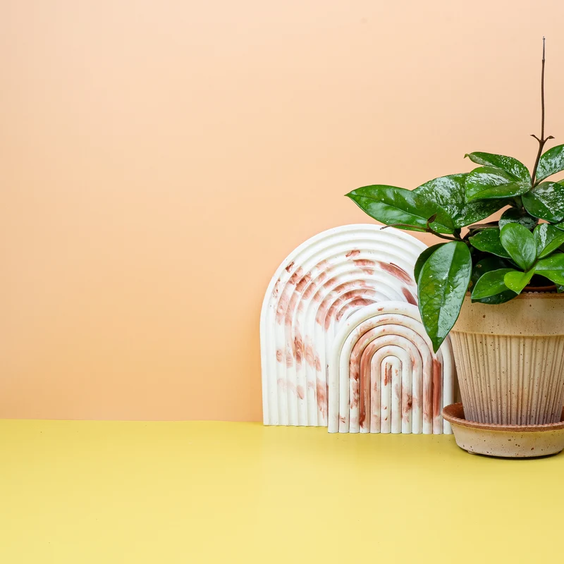 HOYA FRECKLES SPLASH