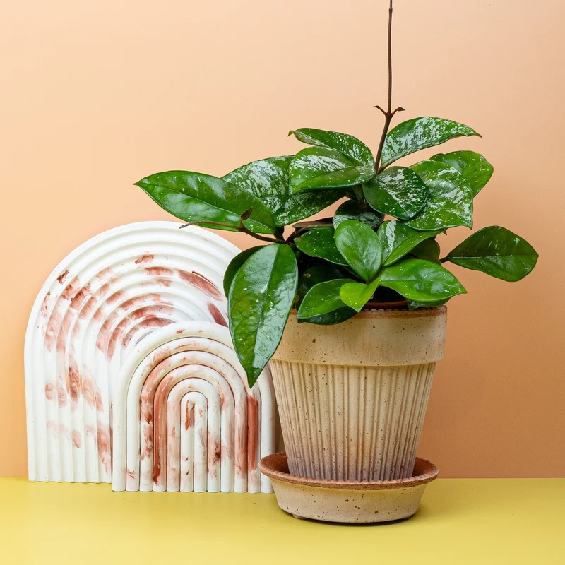HOYA FRECKLES SPLASH
